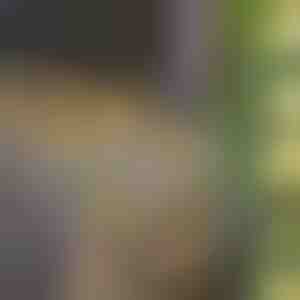 Solarna bajkovita svjetla s umjetnim lišćem bršljana (5 m) | LEAFGLO