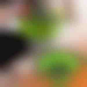 Silikonska cjedila (2 kom) | FOLDRAIN