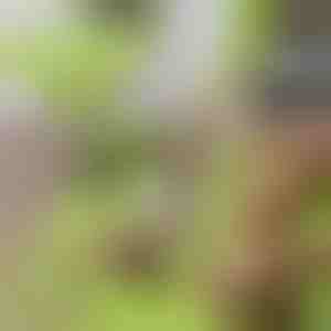 2 u 1 daska za rezanje bez nereda s odvojivim spremnikom | CHOPPINATA