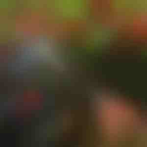 Škare za orezivanje stabala | TREESNIP