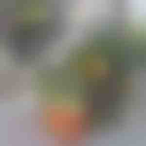 Organizator za hladnjak | FRESHDISH