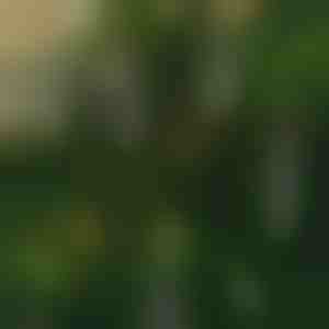 Svijeće bez plamena koje trepere (6 kom) | CANDLEA